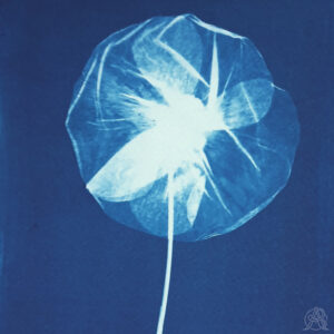 BON CADEAU - Atelier cyanotype